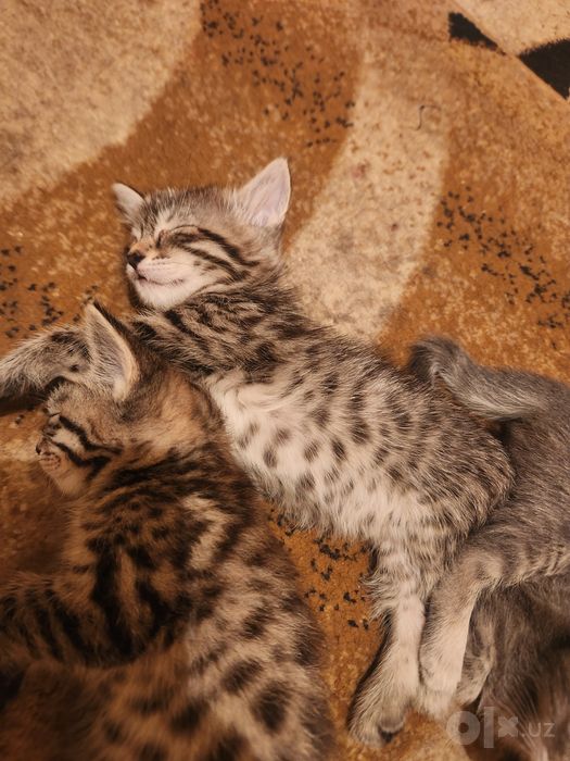 Отдам 3 котята в добрые руки