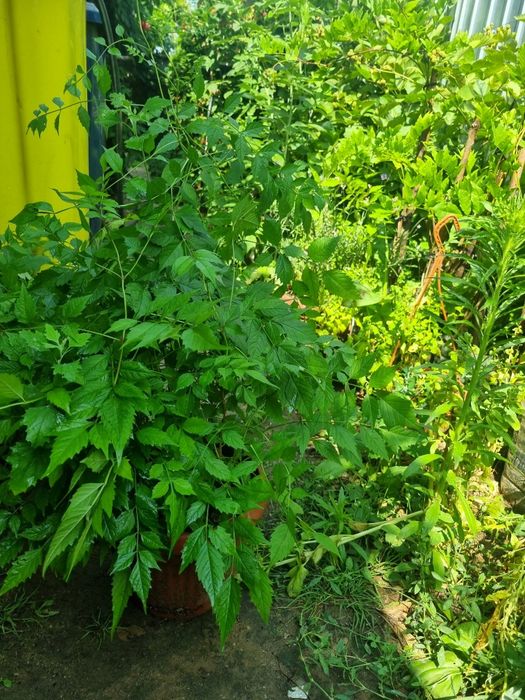 Plante luleaua turcului roșie ( trompeta)