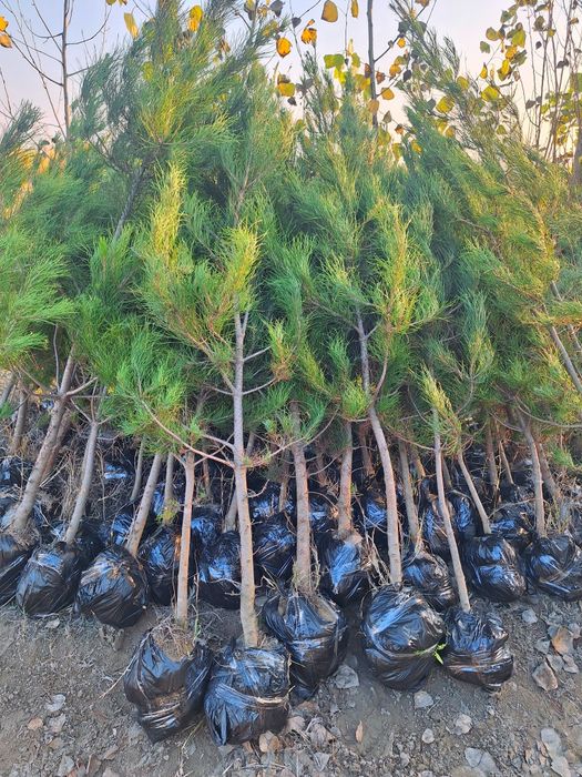 Арча кучатлар.  50cм дан 4 метргача