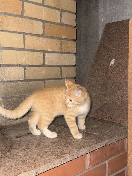 Отдам котенка даром (девочка)