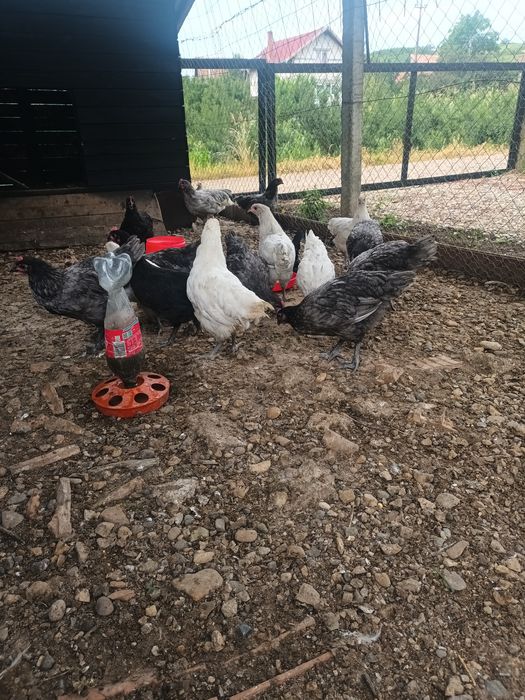 De plecare cocoșii Australorp  de 3 luni jumate