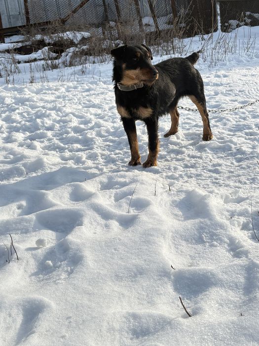 Ягдтерьер!!!для ВЯЗКА