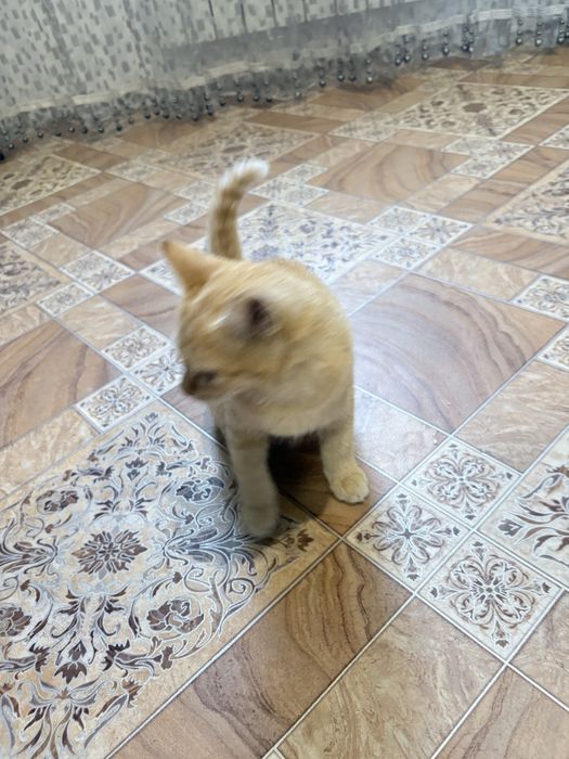 Котенок в поисках дома