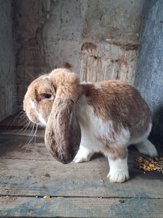 Vând mascul berbec german