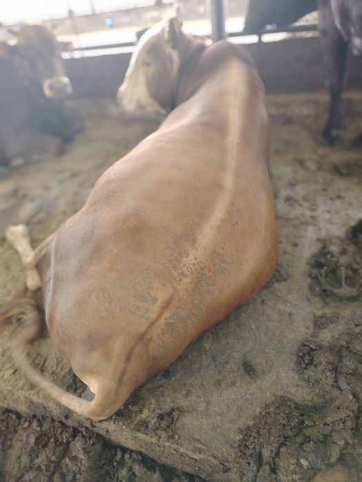 Живой весга сотилади