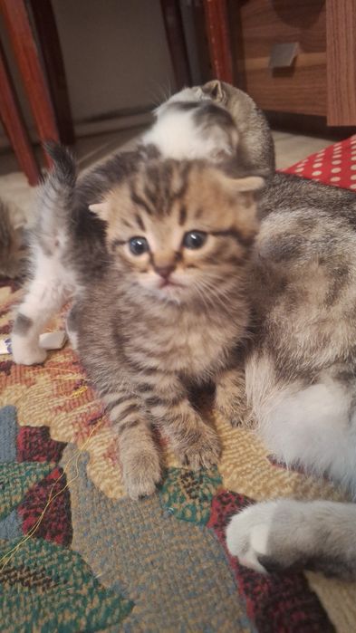 Продам очень красивых котят