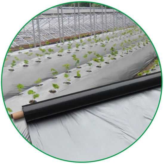 Мулч фолио 1,20м/100м UV защита, мулчиращо, фолио за мулчиране