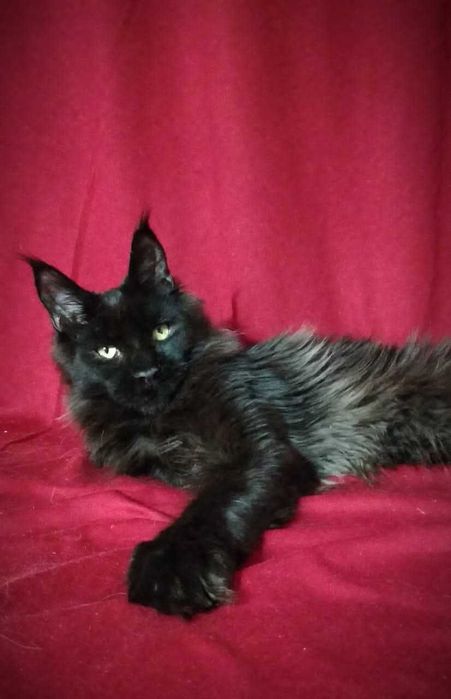 Мейн-куны котята