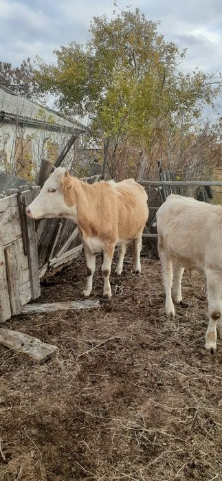 Продам телят, корову, телку
