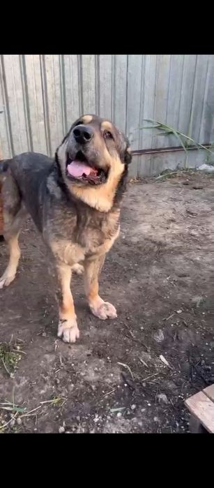 Вязка САО Тобет Алабай