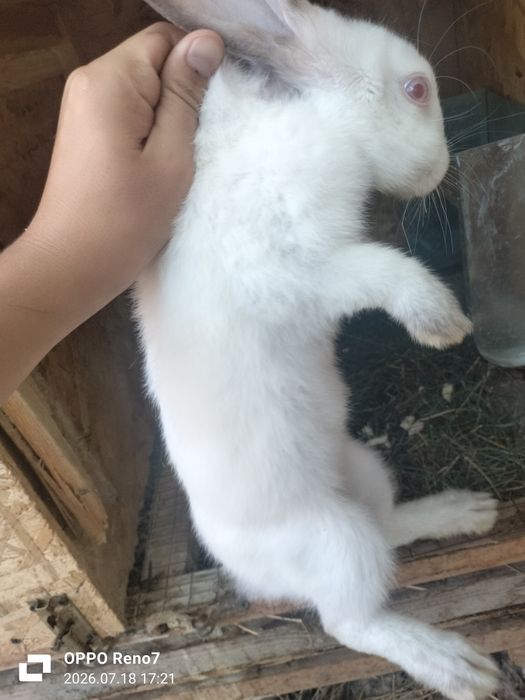 Sof qonli Kaliforniya quyonlari (Yirik va tez yetiladigan zot)