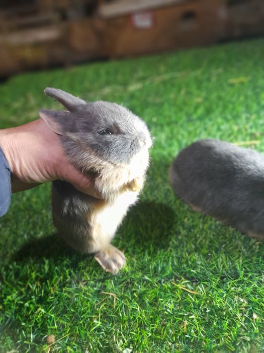 Карлик чёрный агнени ва галубой агнени  аргинал