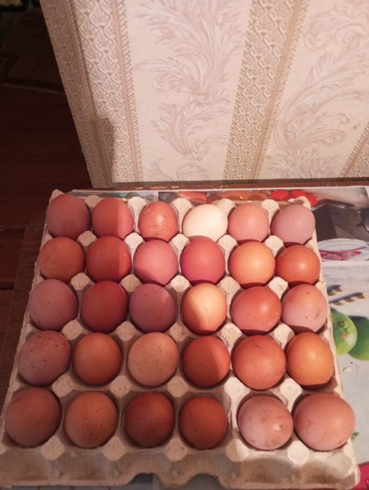 Продам домашнее яйцо