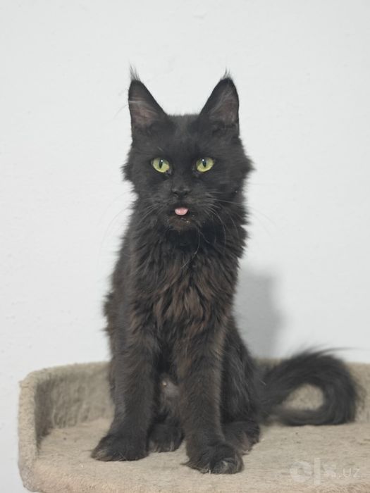Main coon sotiladi qiz