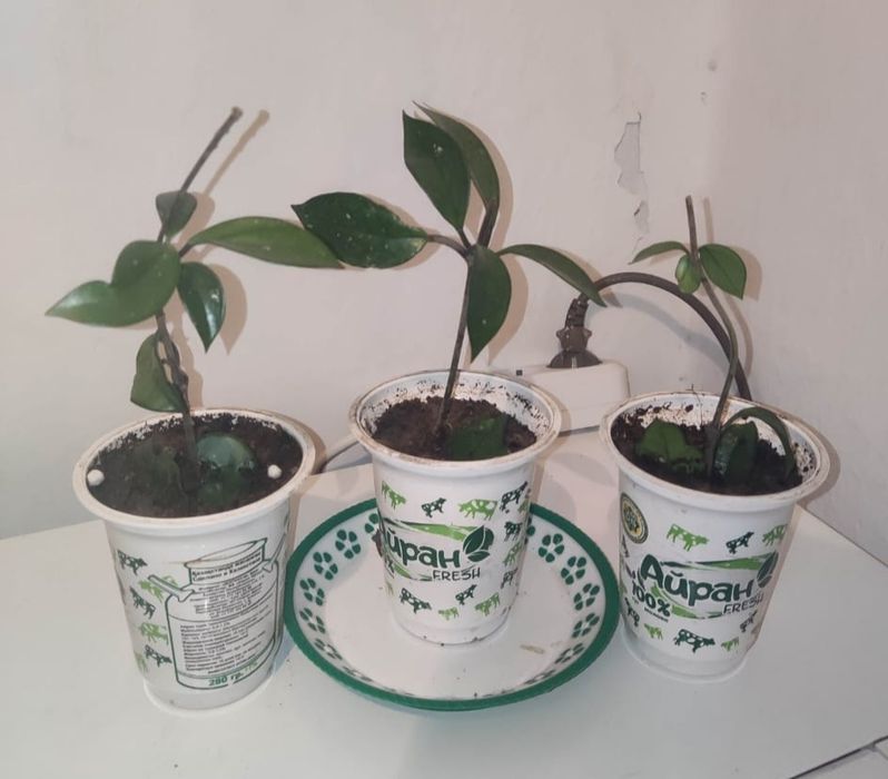 Декабрист красный и другие