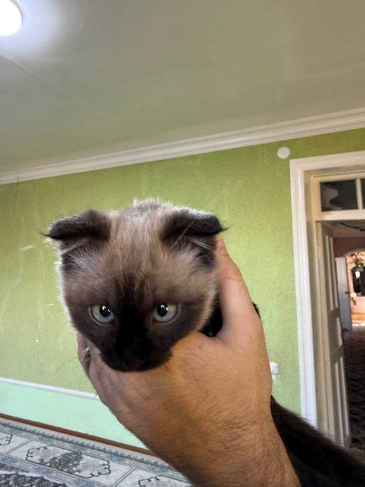 Котенок метис сиамской и скотиш фолд породы