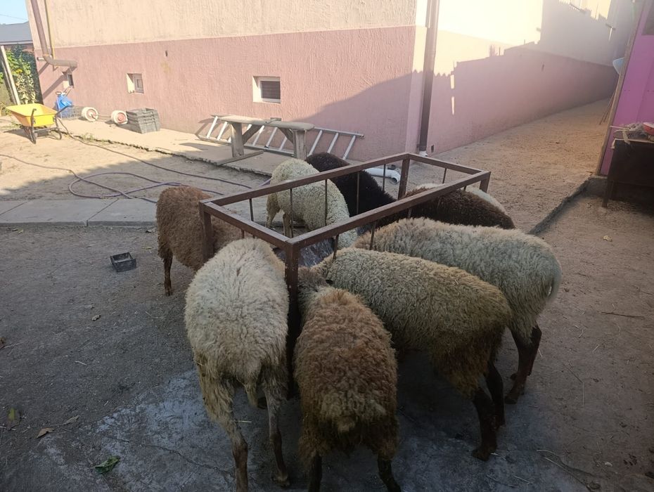 Бараны,матки,первроодки