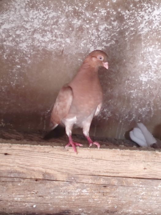 Vând jucători  cernavoda