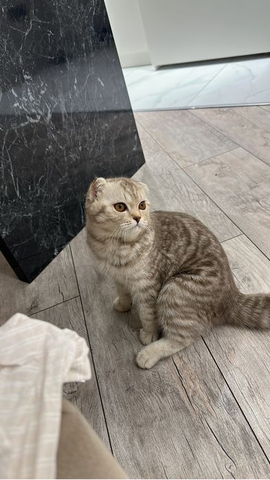 Вязка кошки Шотланская вислоухая