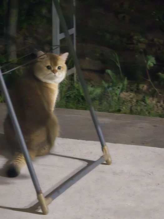 Вязка супер кот скоттиш страйт