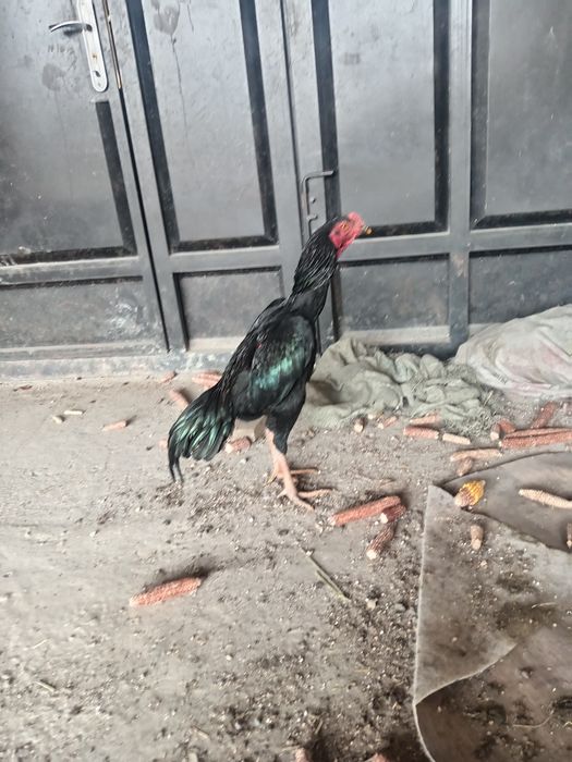 Майский чужа тозза шамо сотилади