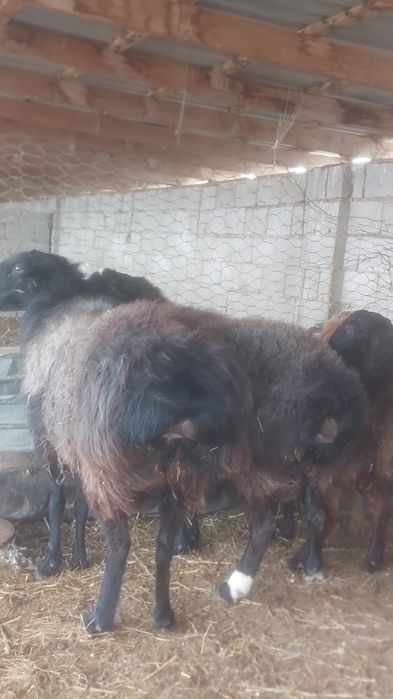 Кошкар Кисары порода