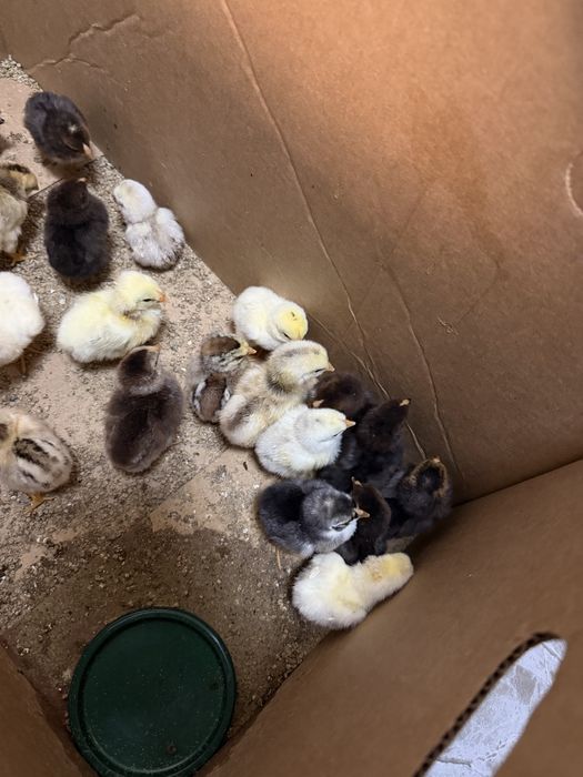 Цыплята под квочка