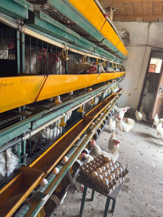 Несушки Легорн белая