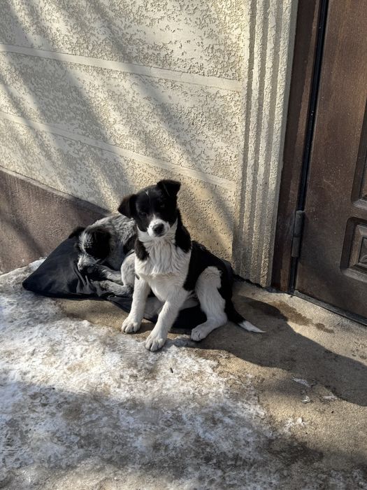 Отдам в добрые руки щенки