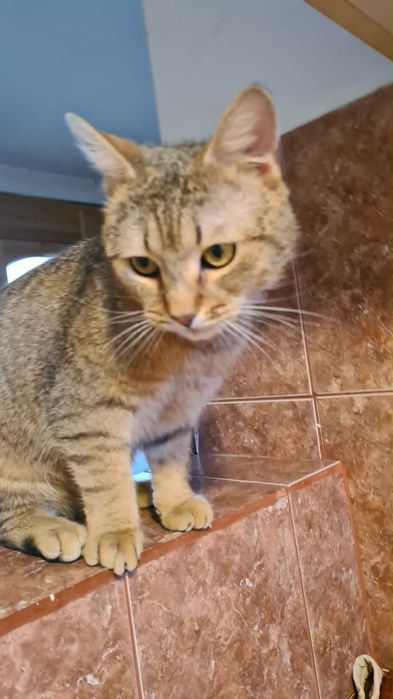 Motanul LEO spre adoptie