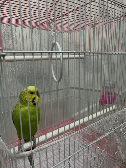 Продается волнистый попугай самец