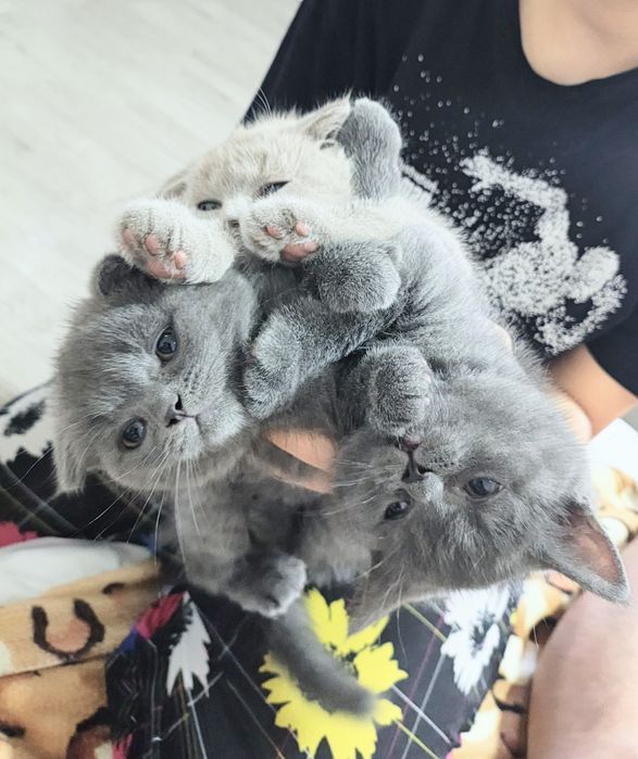 Скотиш фолд скоиш страйт