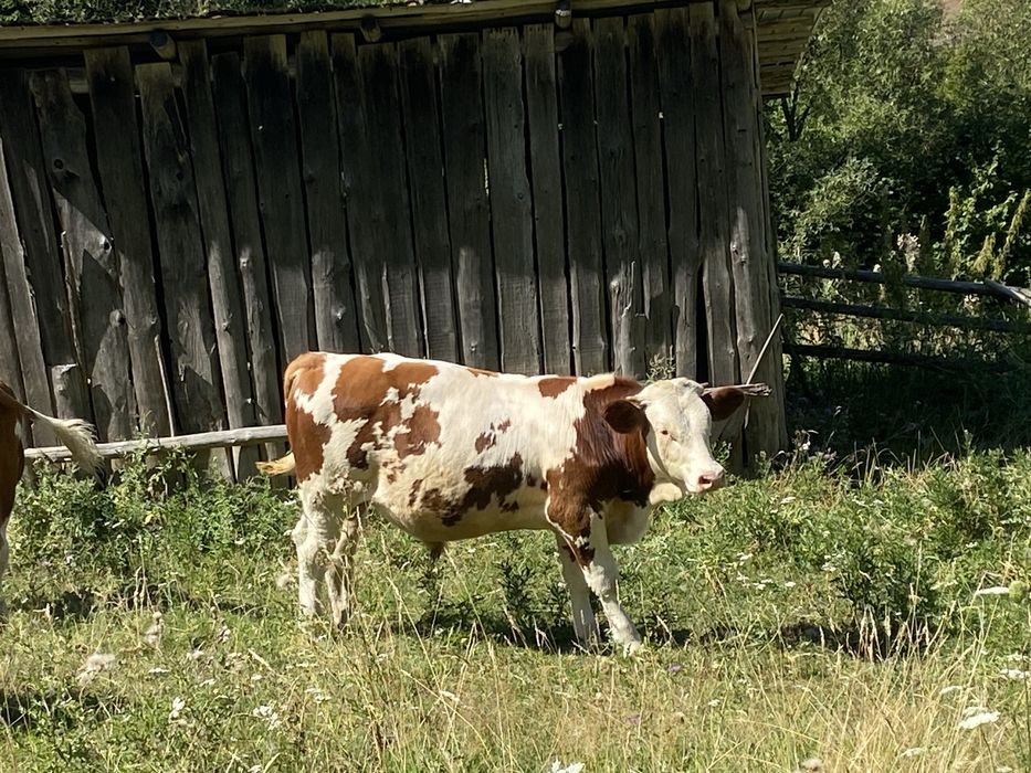 Vitei de vanzare