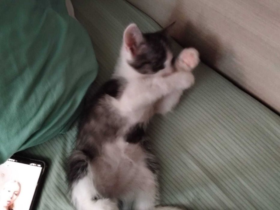 Отдам котят бесплатно