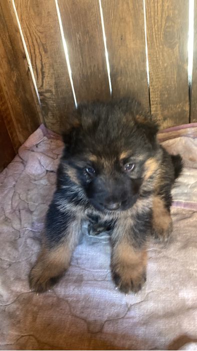 Продам щенка немецкую овчарку