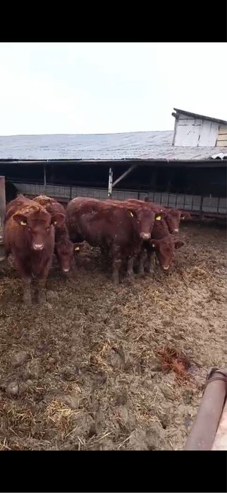 Vand lot 24 de vitele Angus