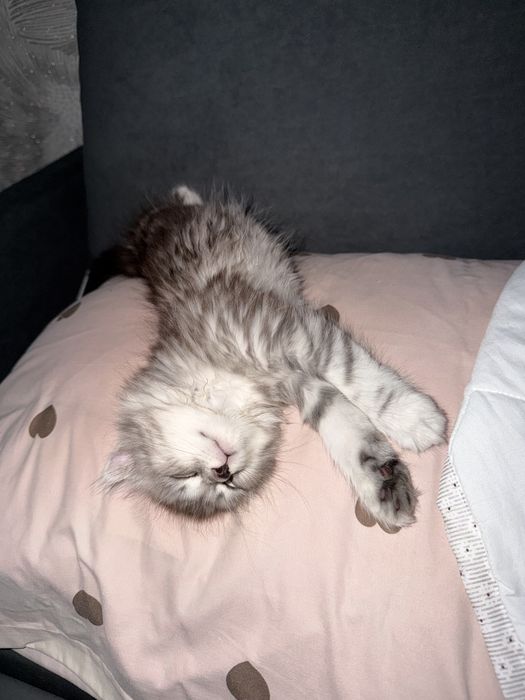 Коткенок мальчик