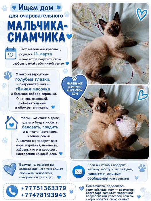 Котенок ищет дом