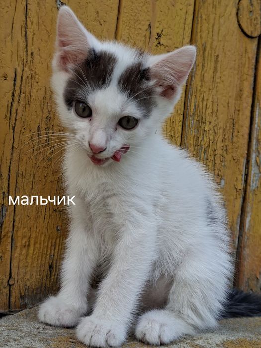 Котята в добрые руки