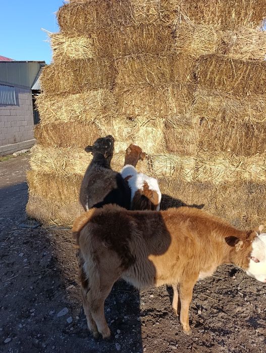 Продаются 2 бычка и 1 тёлка