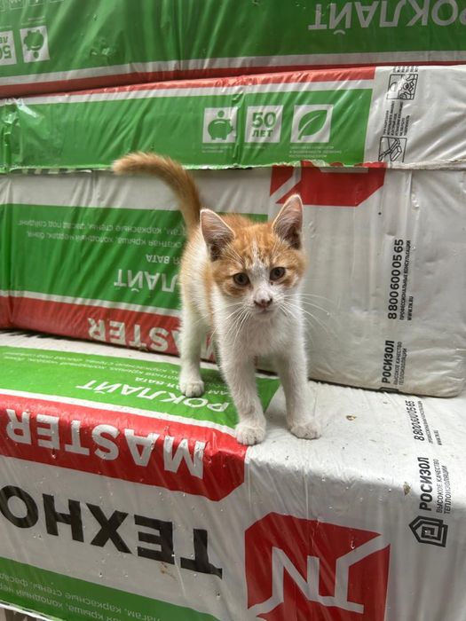 Котята в добрые руки