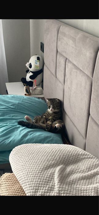 Котик Вислоухо 10.000