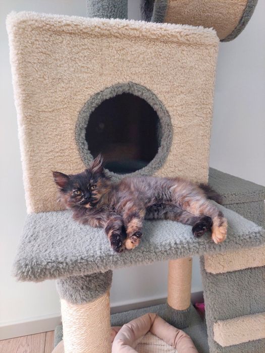 Котенок девочка Ташкент