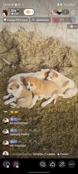 Сатылат кушіктер