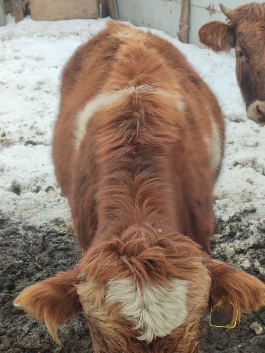 Продаю бычок хароший