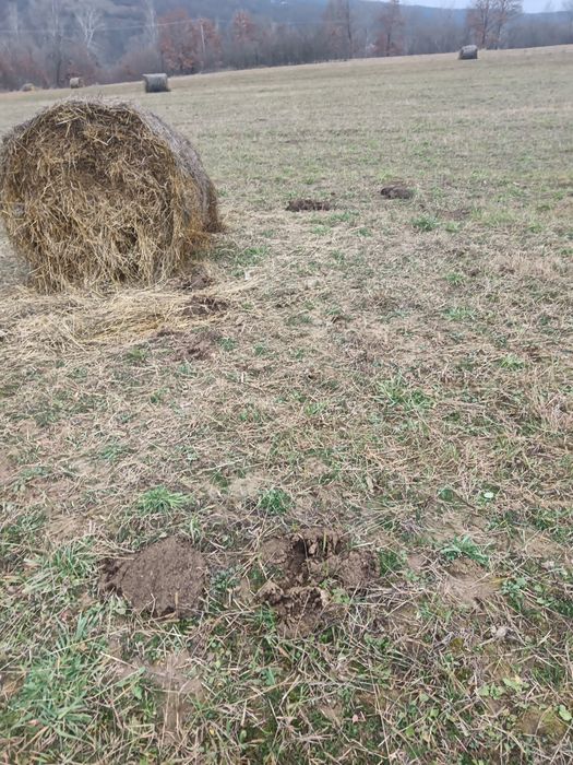 Baloti de fân și Lucernă