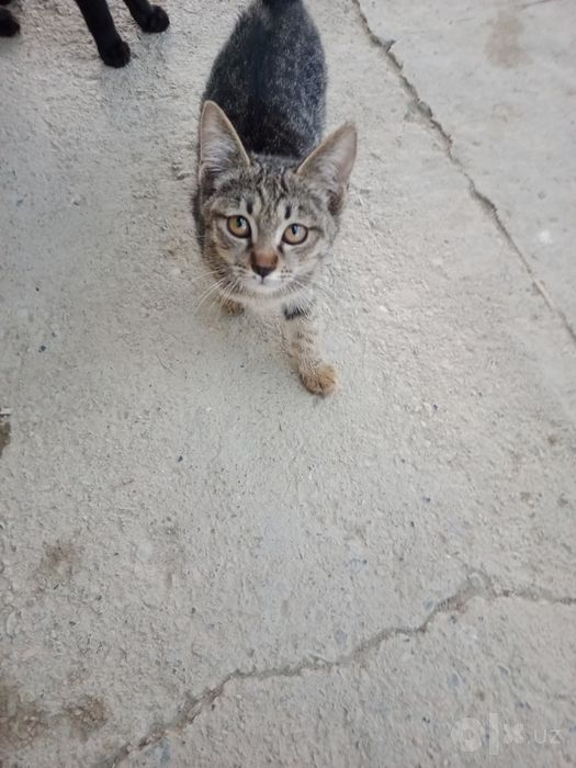 Котята,2,5мес,мальчики и девочки