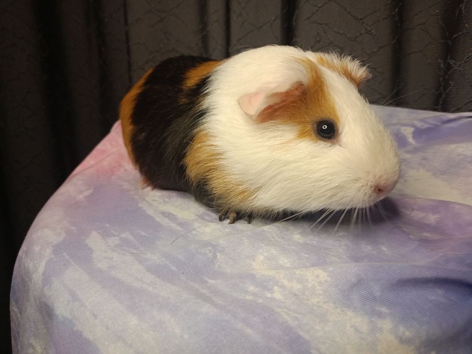 Морская свинка вязка