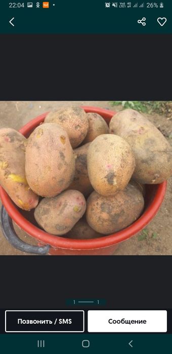 Продам дачную красную  картошку