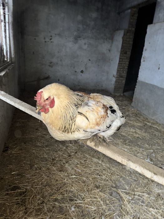 Brama tovuqlari va xo'roz sotiladi